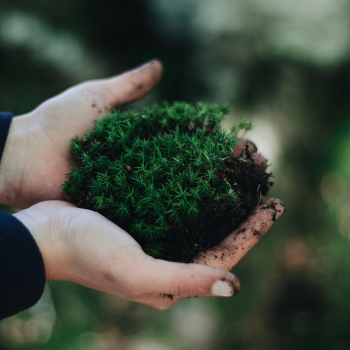 Le Mobilier Urbain : Un Refuge Inattendu pour la Biodiversité